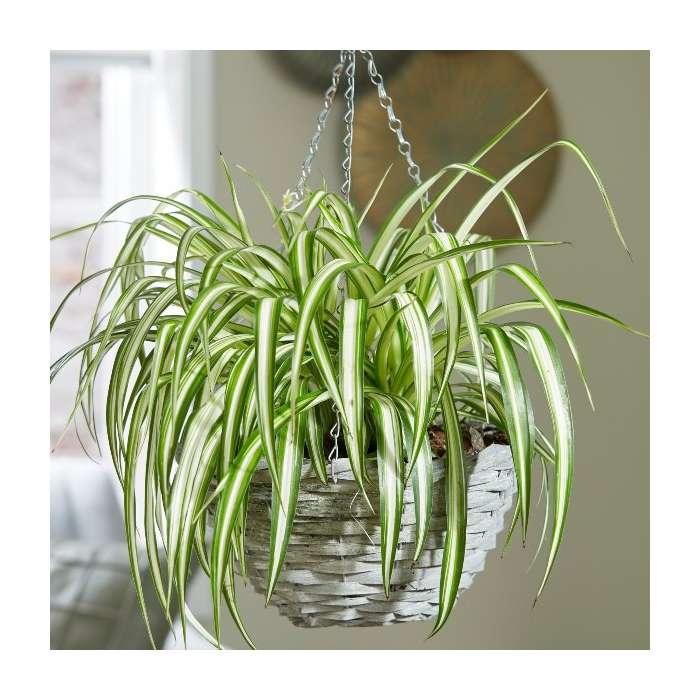 Spider Plant